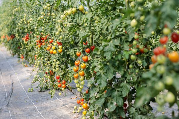 Tomaten aufleiten