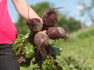 Rote Rüben in der Hand nach der Ernte