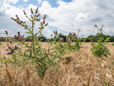 Disteln im Acker