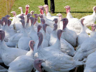 Puten auf der Wiese