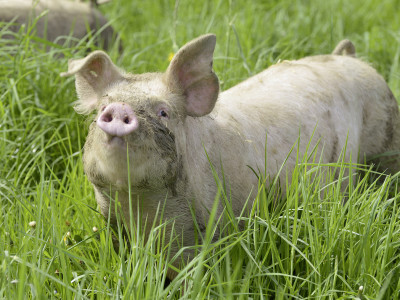 Schweine im Gras