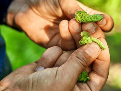 Eine aufgebrochene Hopfendolde mit gelbem Lupulin