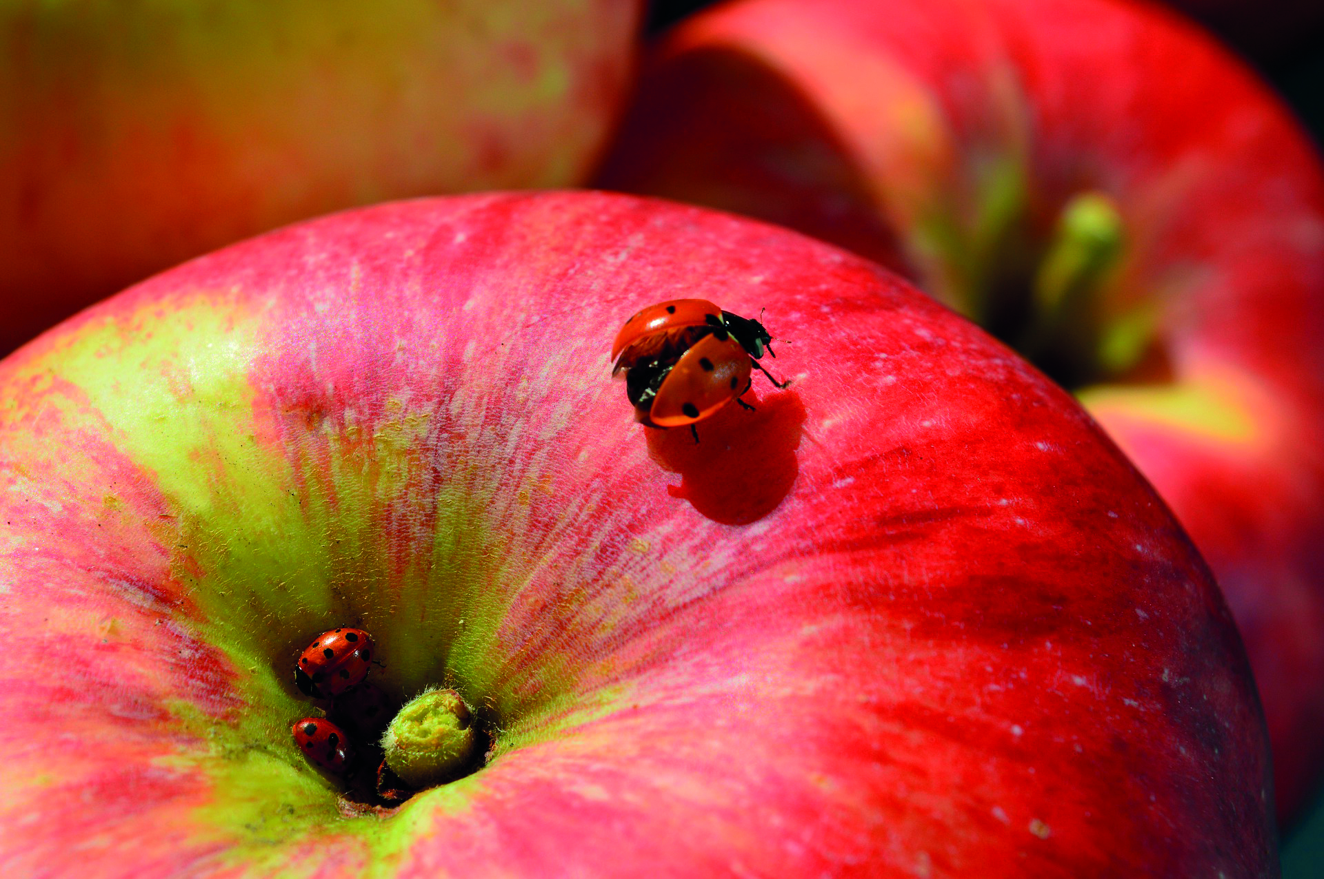 Apfel mit Marienkäfer