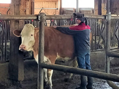 Person mit Rind im Stall