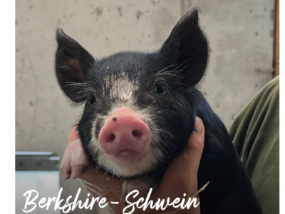 Cover Berkshire-Schwein