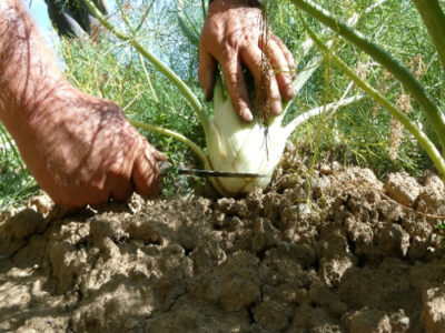 Kohlrabi mit Messer geerntet