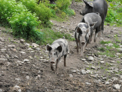 Schweine auf Weide