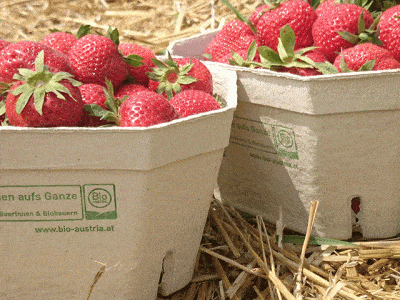 Bio-Erdbeeren in Kartonschalen