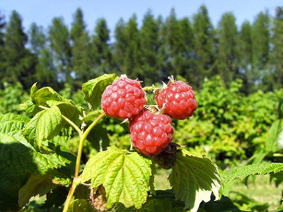 Himbeeren