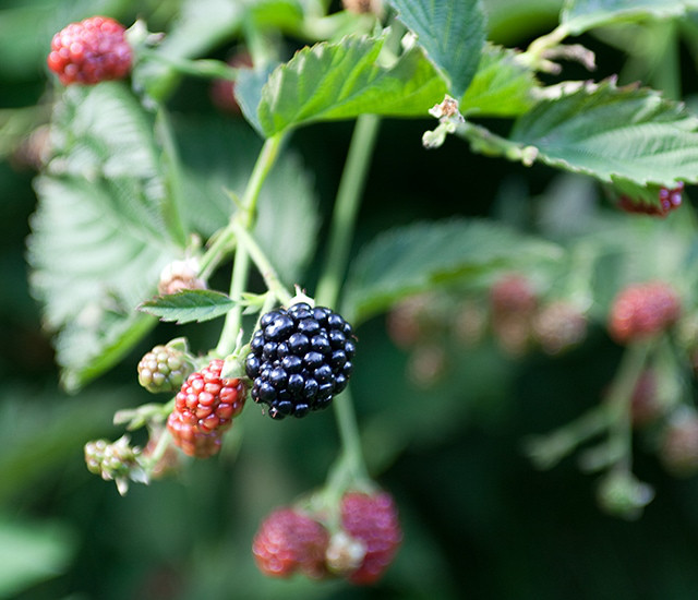 Brombeeren