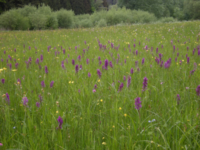 Blumenwiese