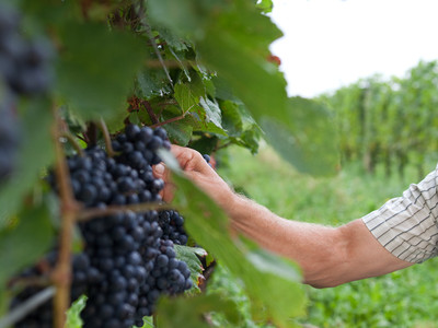 Weinreben mit Trauben