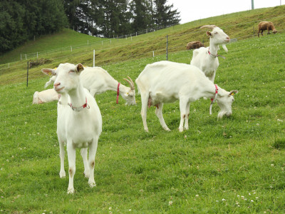 Ziegen auf der Weide