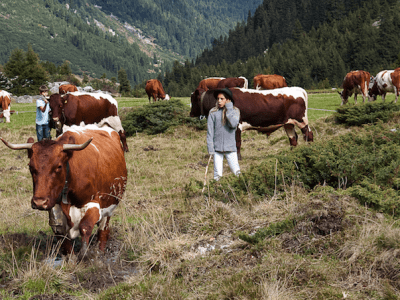 Bio-Almweide mit Pinzgauer Kühen