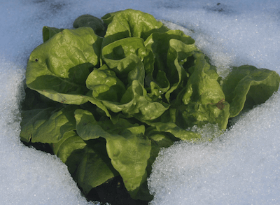 Salatkopf am Acker im Schnee.